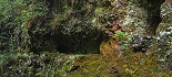 Plants: image 56 Of 208 Thumb